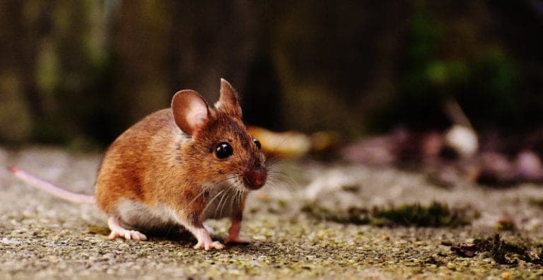 A brown mouse with black eyes, big ears, whiskers, and a pink tail walks along a forest floor